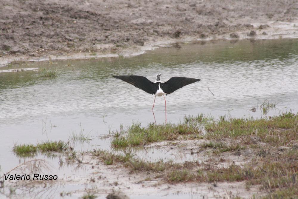 Himantopus himantopus -laguna de Fuente piedra (Malaga)